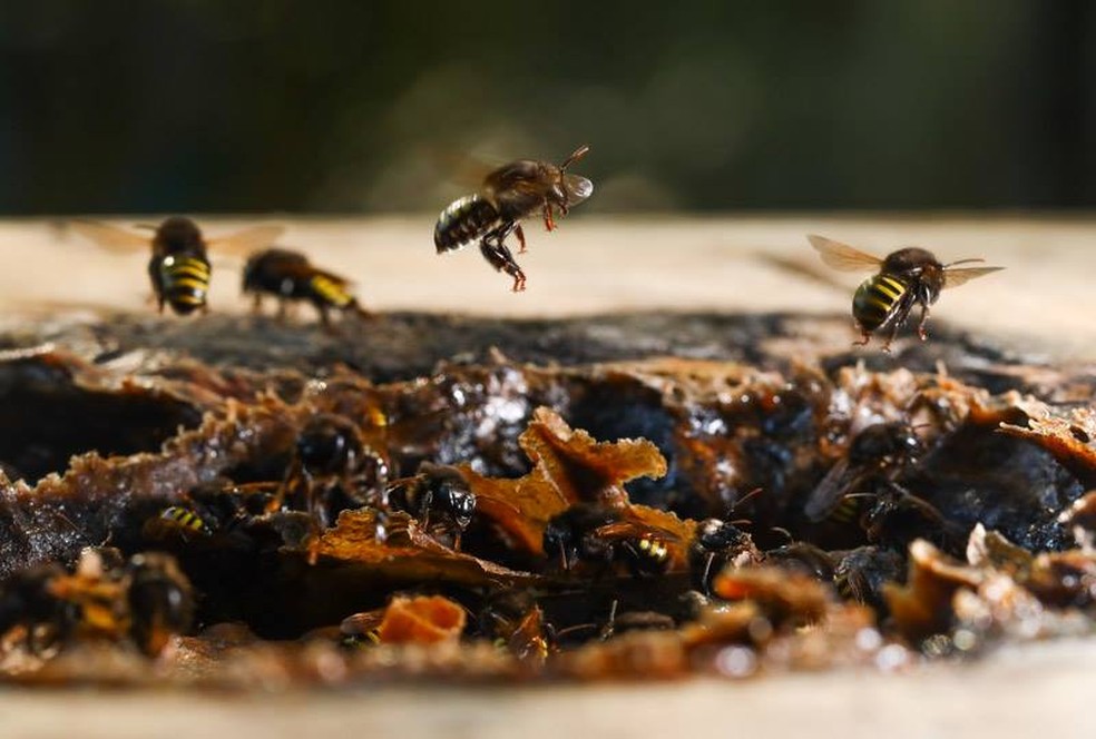 As abelhas nÃ£o oferecem riscos Ã s pessoas e podem ser criadas em casa â Foto: Acervo Prefeitura de Curitiba