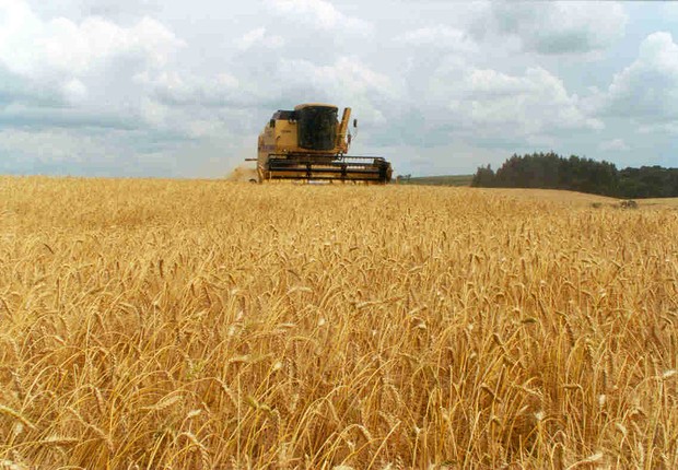 Safra agrícola Colheita de trigo Plantação (Foto: Divulgação)