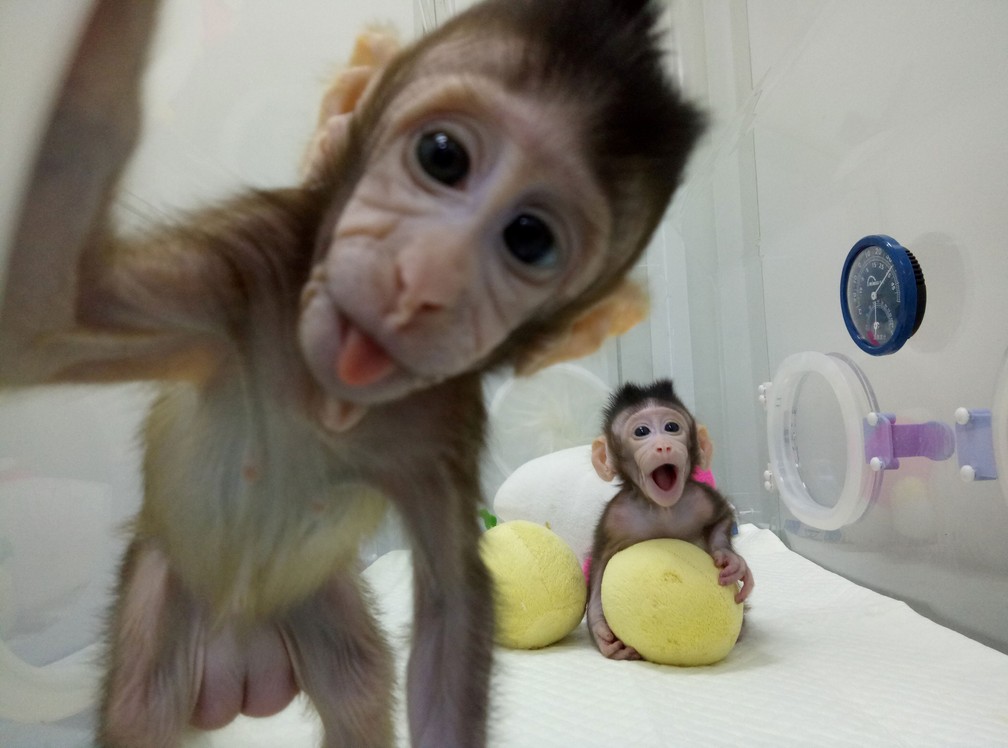Zhong Zhong e Hua Hua são os dois primeiros primatas a serem clonados a partir da mesma técnica que produziu a ovelha Dolly (Foto: China Daily via Reuters)