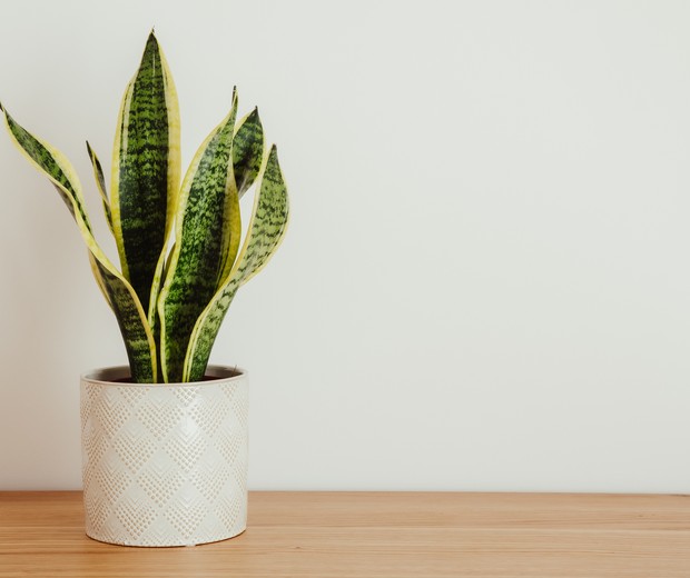Sansevieria laurentii (Dracaena trifasciata, mother in law tongue, snake plant) against white background (Foto: Getty Images/iStockphoto)