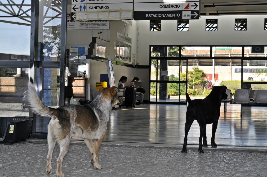 Ação em Poços de Caldas (MG) teve início no último mês de dezembro. — Foto: Camilla Resende/G1