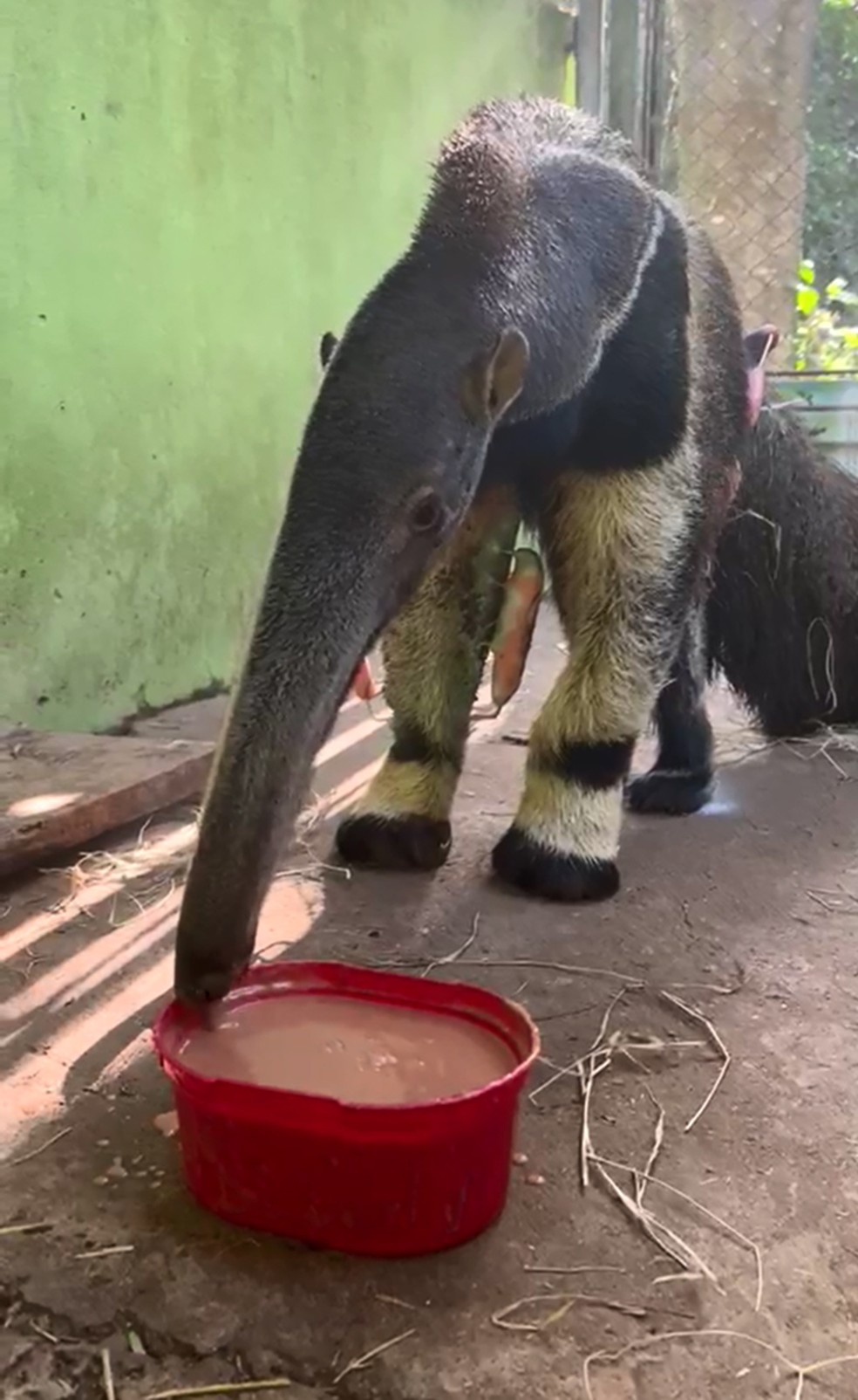 Papa desenvolvida para tamanduás foi introduzida na alimentação de Cleiton — Foto: Arquivo pessoal/Érica Silva Pellosi
