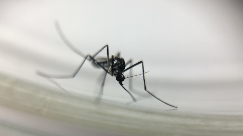 O mosquito Haemagogus leucocelaneaus, exclusivo de matas e ambientes silvestres, é vetor de febre amarela silvestre (Foto: Josué Damacena/IOC/Fiocruz )