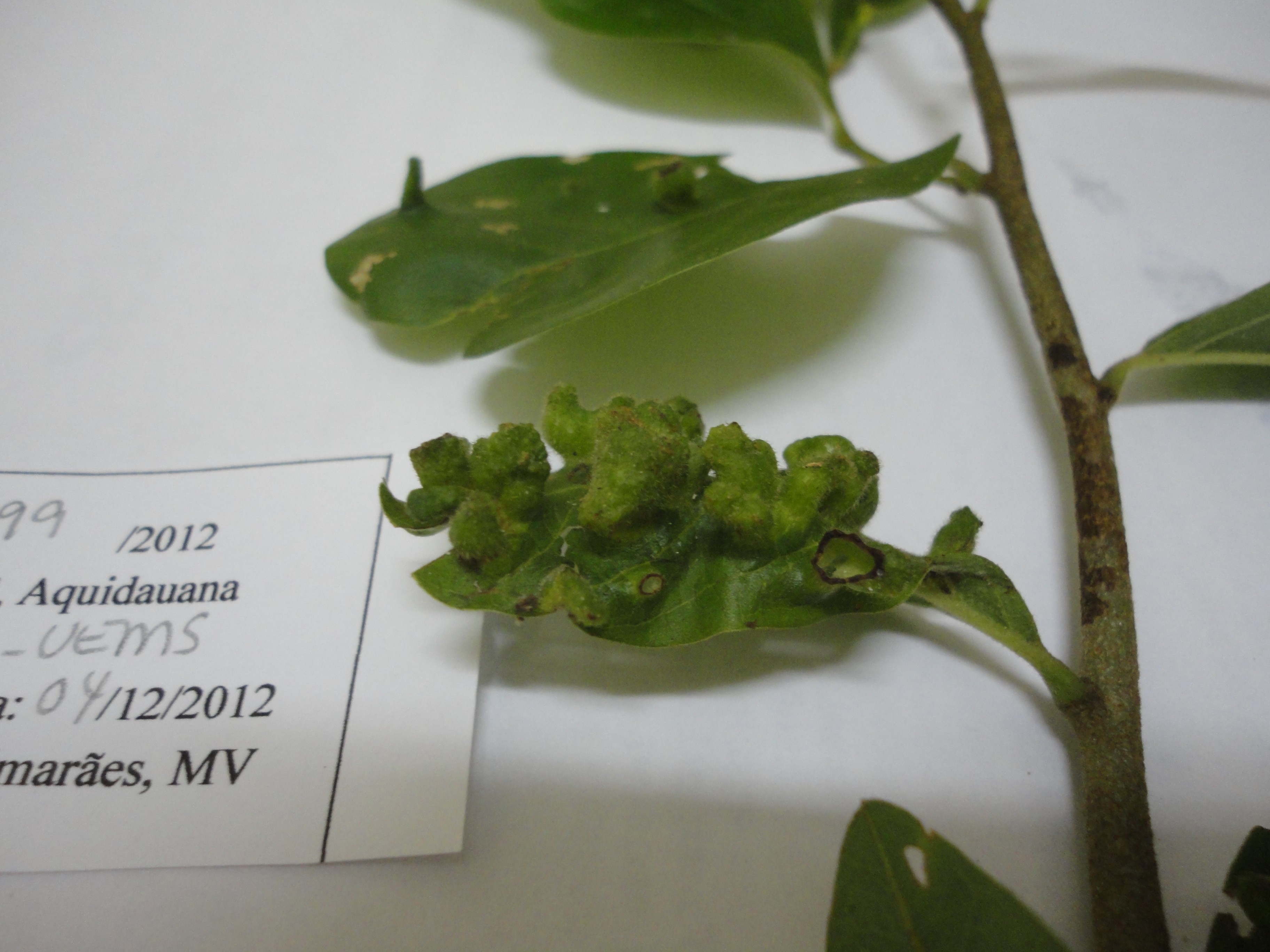Galhas foliares coletadas no Mato Grosso do Sul em 2012, durante expedição do projeto Sisbiota-Diptera. Material ainda sem identificação (Foto: Divulgação/Maria Virginia Urso-Guimarães)