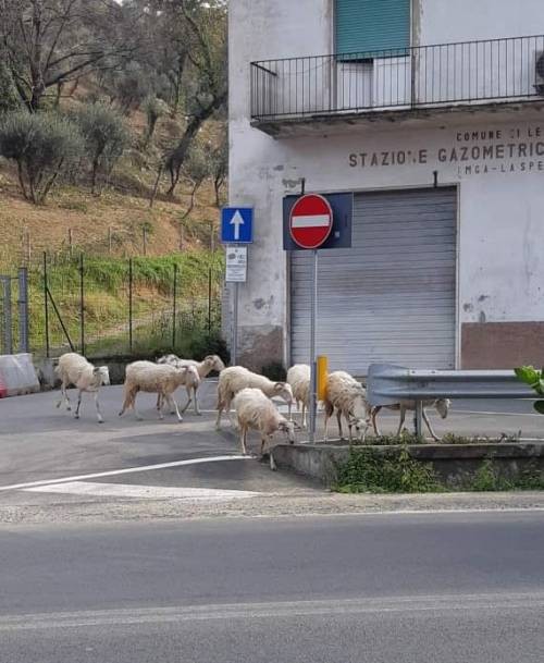 Ovelhas andam livremente nas ruas na Itália (Foto: Reprodução/Instagram)