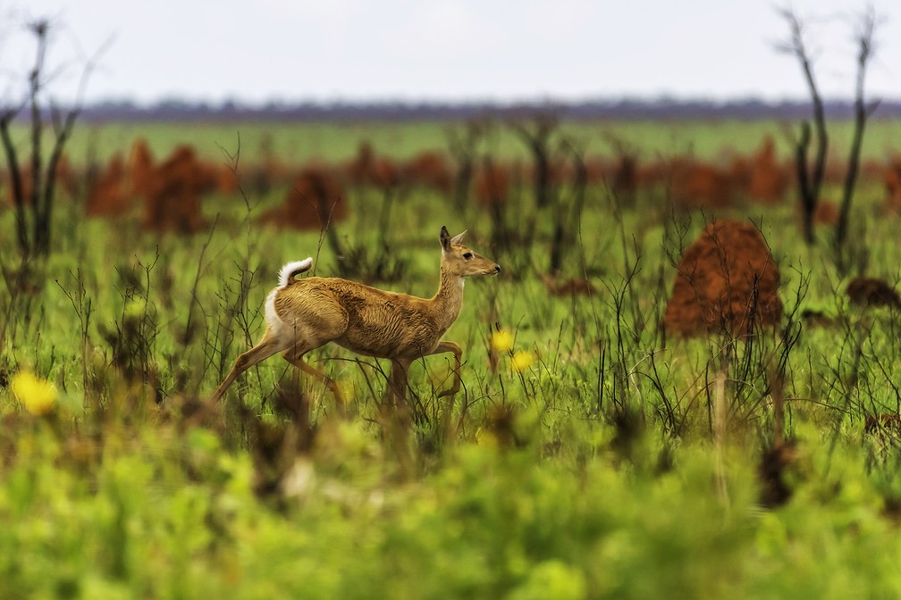 Concurso premia as melhores fotografias do Pantanal — Foto: WWF/Divulgação