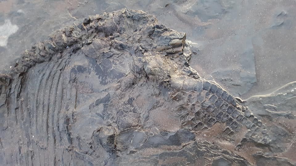 Jon Gopsill passeava em uma praia na Inglaterra quando avistou os restos fossilizados de um Ictiossauro (Foto: Facebook Jon Gopsill )