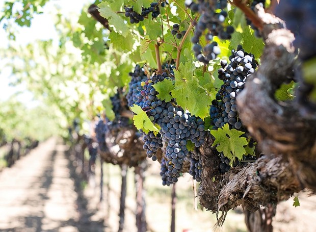 No Brasil, as uvas vitis vinifera são colhidas manualmente entre janeiro e março  (Foto: Pixabay/JillWellington/CreativeCommons)