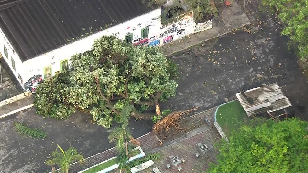 Árvore arrancada pela raiz após vendaval em São Gonçalo, na Região Metropolitana do Rio — Foto: Reprodução/ TV Globo