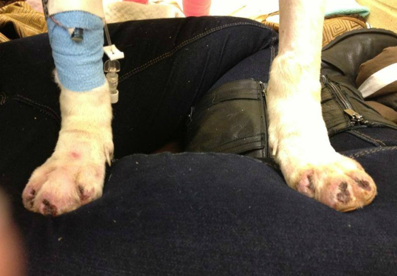 Pit bull é arrastada em via nos EUA e perde as unhas (Foto: Reprodução/Facebook Justice for Andra Grace)