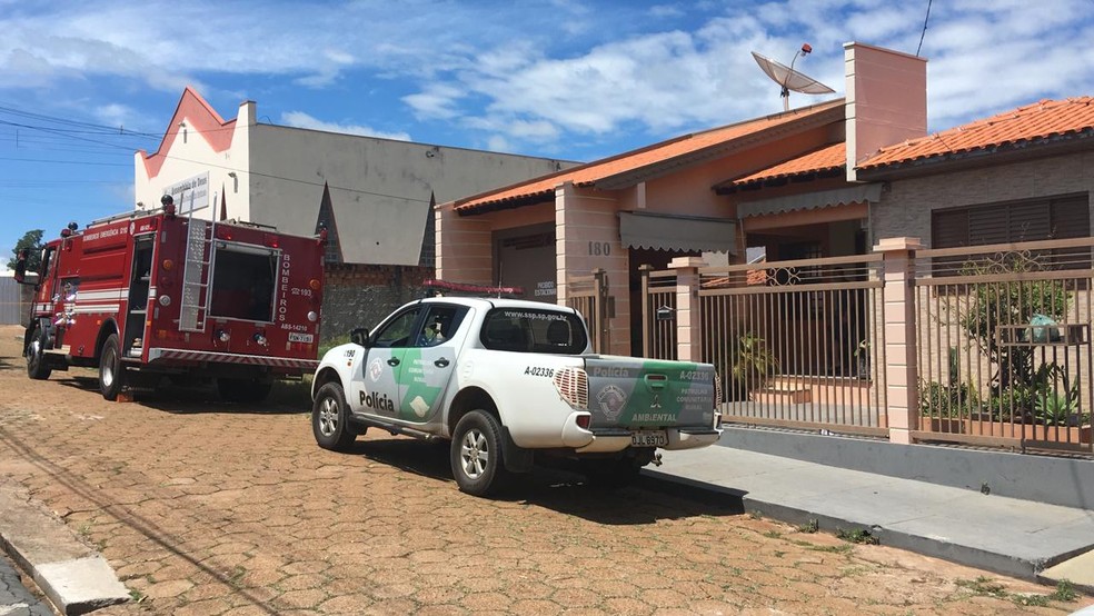 Onça-parda apareceu em residência em Presidente Venceslau nesta segunda-feira (15) — Foto: Carlos Volpi/TV Fronteira