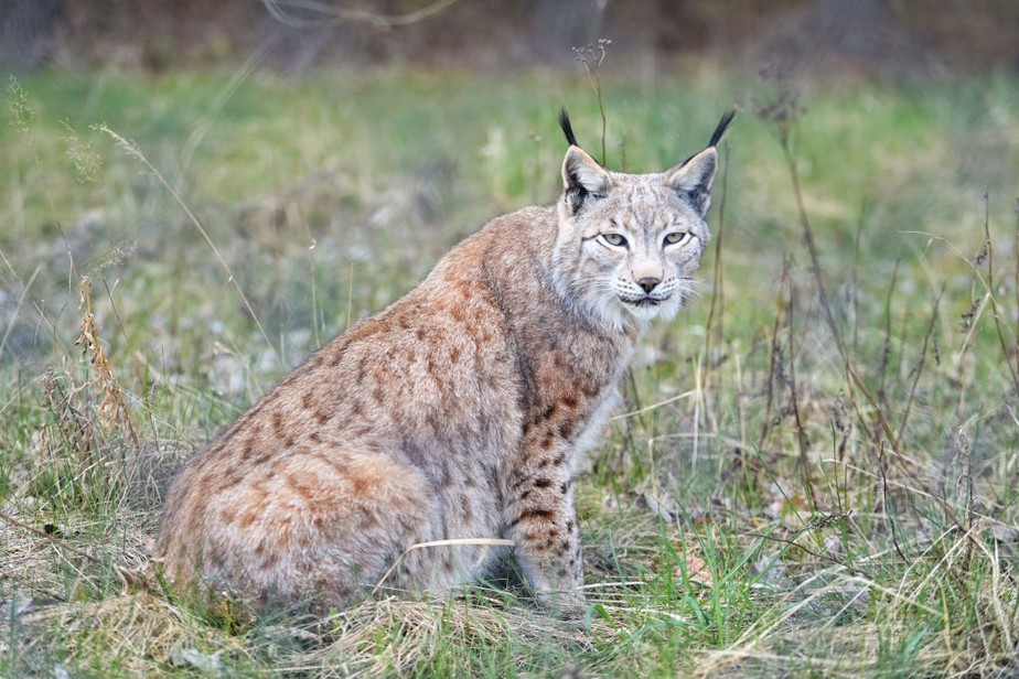 Lince-eurasiático, ou lince europeu (Lynx lynx) no Schorfheide Wildlife Park da reserva da biosfera Schorfheide-Chorin