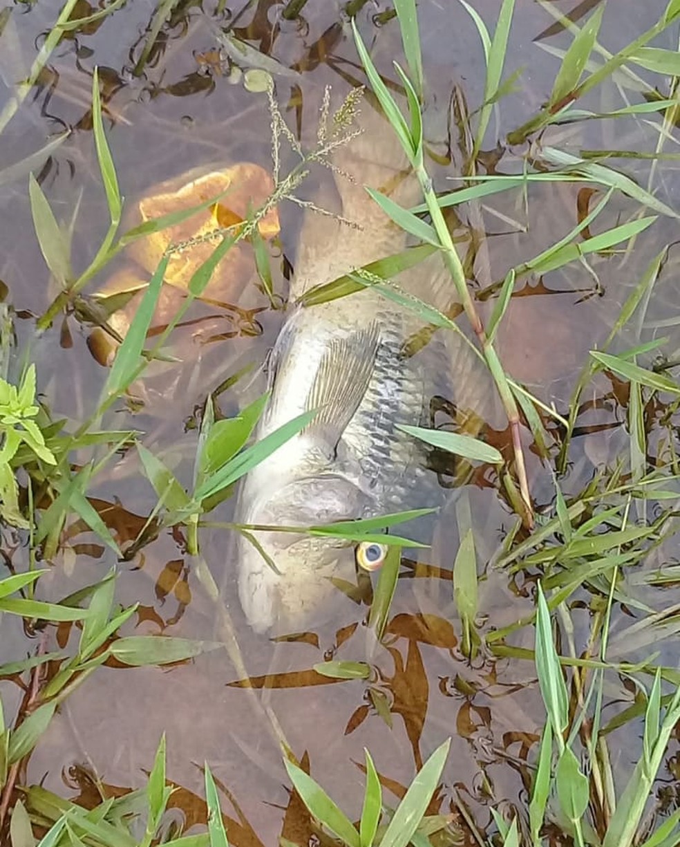 Vários peixes foram encontrados mortos — Foto: Divulgação