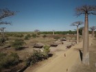 Baobás gigantes vivem mais de mil anos e são atração de Madagascar