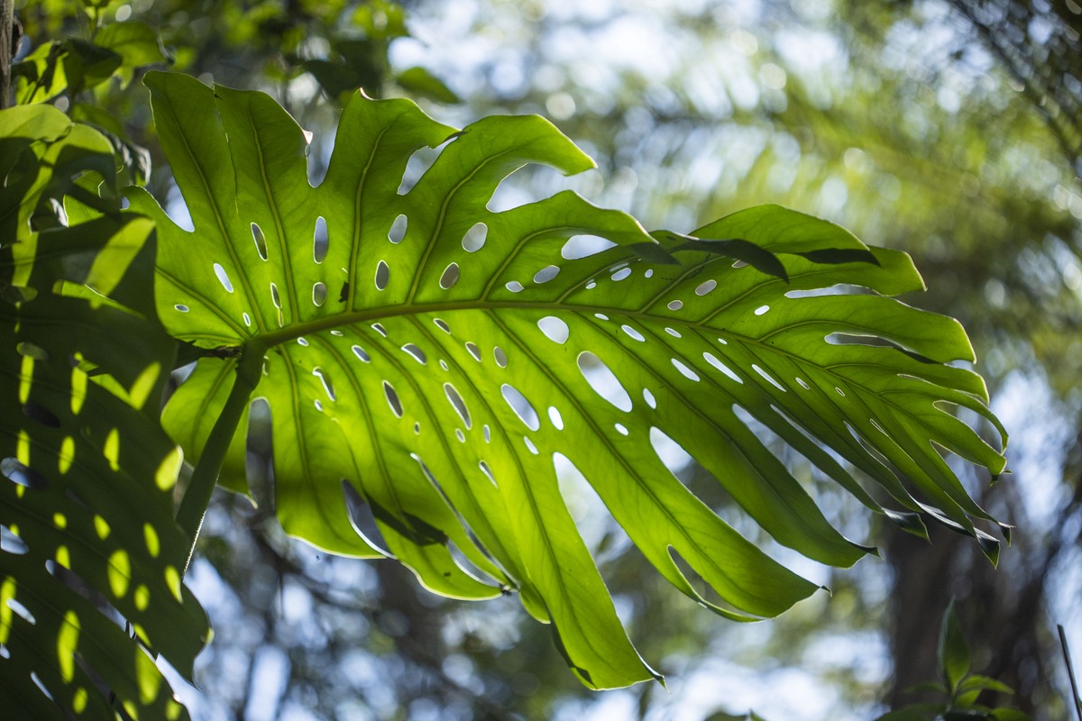 Inhotim abre exposição virtual gratuita sobre plantas do ...