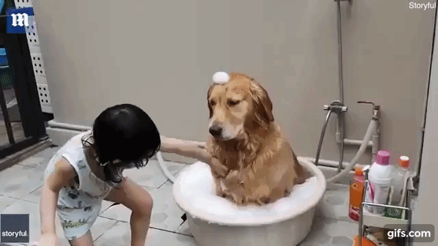 Menina dá banho em golden e vídeo viraliza  (Foto: StoryFul )