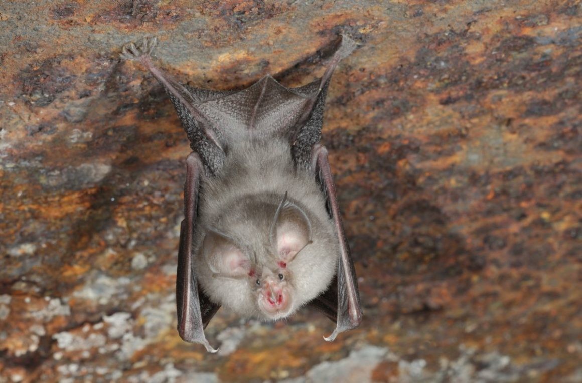Vírus foram encontrados em amostras de saliva, fezes e urina de 645 morcegos-ferradura (Rhinolophus) que vivem em cavernas no norte do Laos, no sudeste asiático.  (Foto: BatsLife)