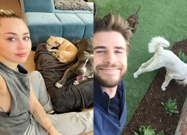 Miley Cyrus e Liam Hemsworth com alguns dos cachorros que são tutores (Foto: Instagram/@mileycyrus @liamhemsworth/Reprodução)