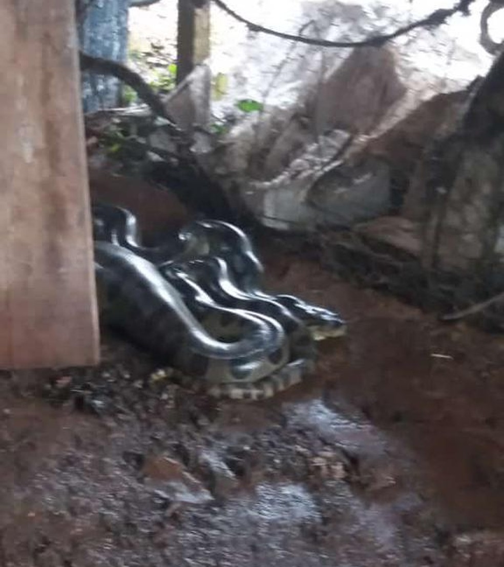 Cobra foi encontrada dentro de galinheiro em Várzea Grande (MT) — Foto: Sandra Menechini/arquivo pessoal