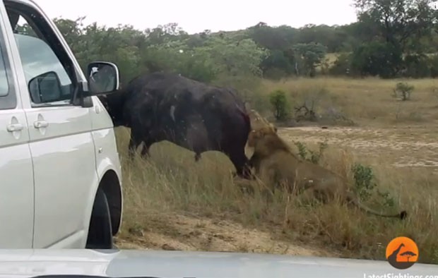 Búfalo mata cavalo e fere peão em ataque de fúria no Pantanal - Interior -  Campo Grande News