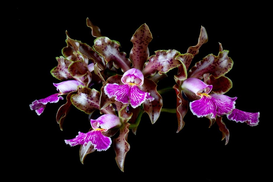 Na próxima semana tem exposição de orquídeas no Jardim Botânico | Ancelmo  Gois | O Globo