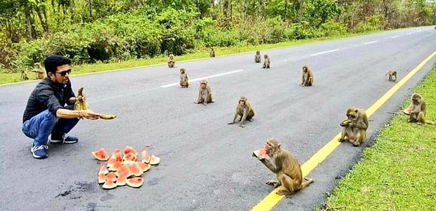 Na Índia, macacos fazem fila com distância enquanto comem um lanche em Arunachal Pradesh (Foto: Twitter/Reprodução)