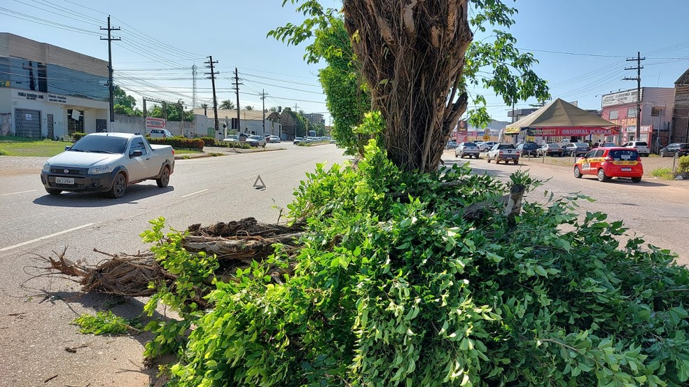 Vento derruba árvore que caí em cima de carro em uma das avenidas principais de Porto Velho — Foto: Elaine Santos / CBN Porto Velho