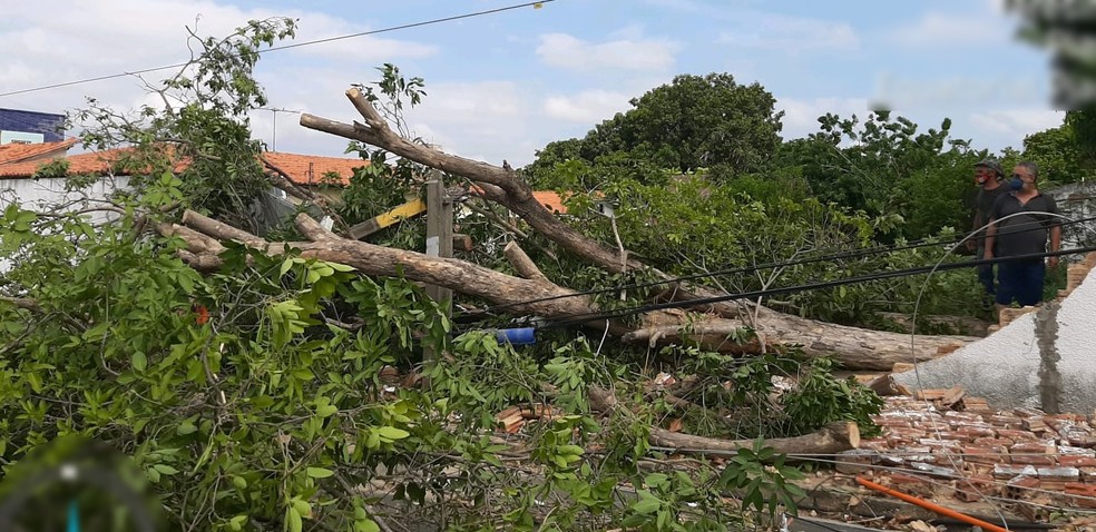 Árvore atinge rede elétrica em Teresina — Foto: Divulgação/Equatorial Piauí