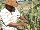 Estiagem preocupa agricultores do norte do Ceará