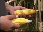 Seca compromete desenvolvimento final das lavouras de milho de MG