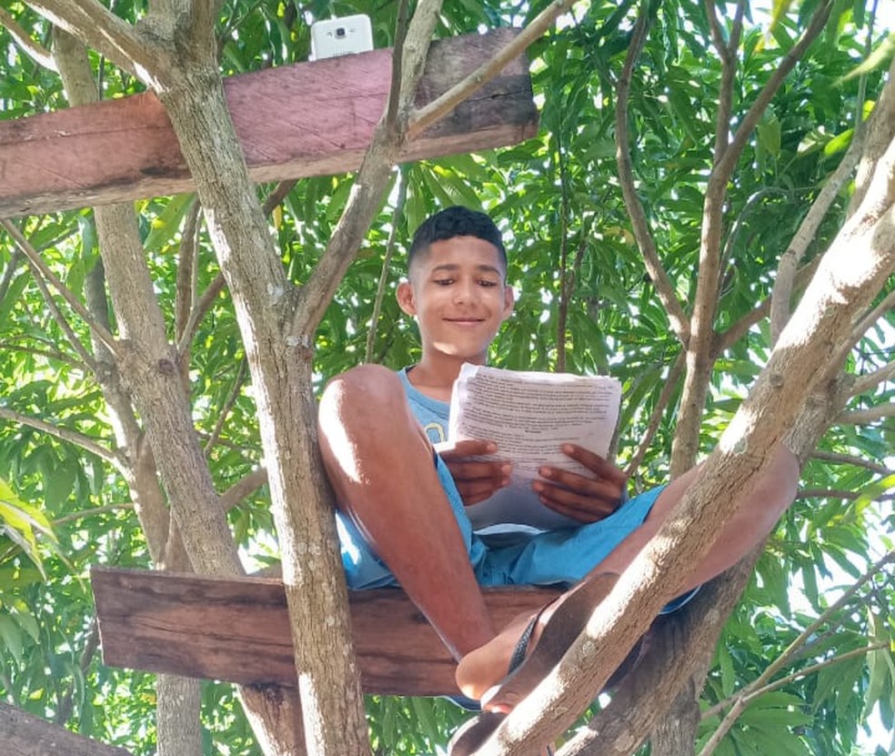 Artur Ribeiro, de 15 anos, estuda em cima de mangueira para não perder aulas remotas — Foto: Lúcia Ribeiro/Arquivo Pessoal 