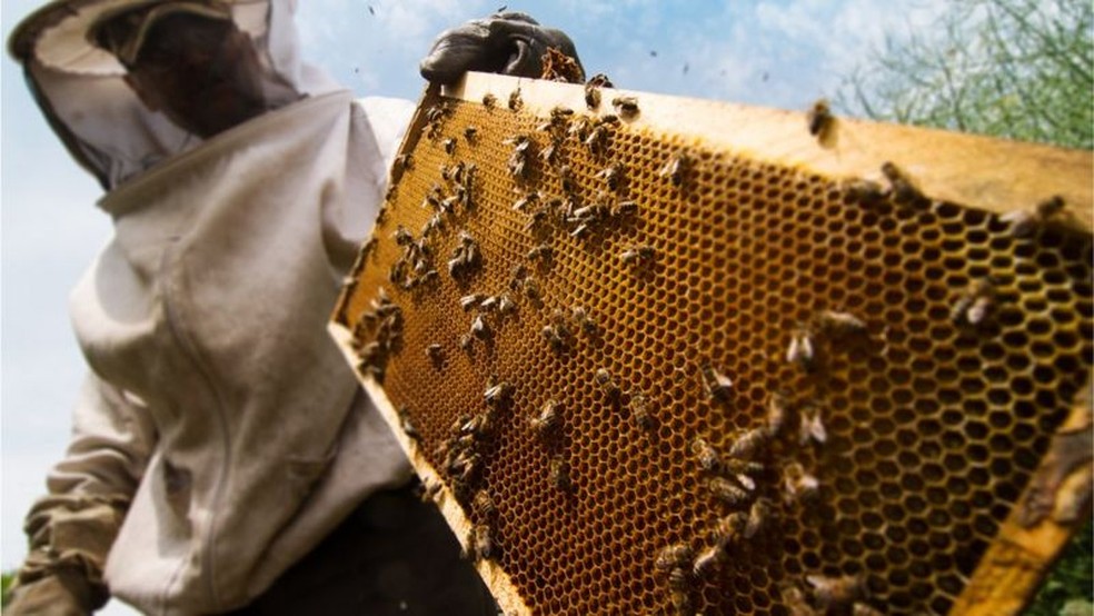 O Brasil é atualmente um grande produtor e exportador de mel de abelhas e própolis — Foto: GETTY IMAGES/Via BBC