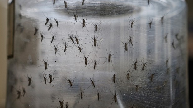 Mosquitos Aedes aegypti são vistos em laboratório da Fiocruz, em Recife. O mosquito é transmissor de dengue, zika e febre chinkungunya (Foto: Mario Tama/Getty Images)