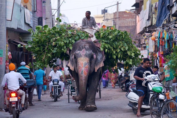 G1 - Indiano anda em elefante com sobrecarga em rua estreita na Índia -  notícias em Planeta Bizarro