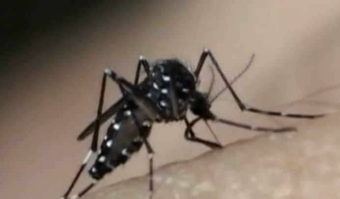Casos de morte por dengue em MT aumentaram 20% em um ano