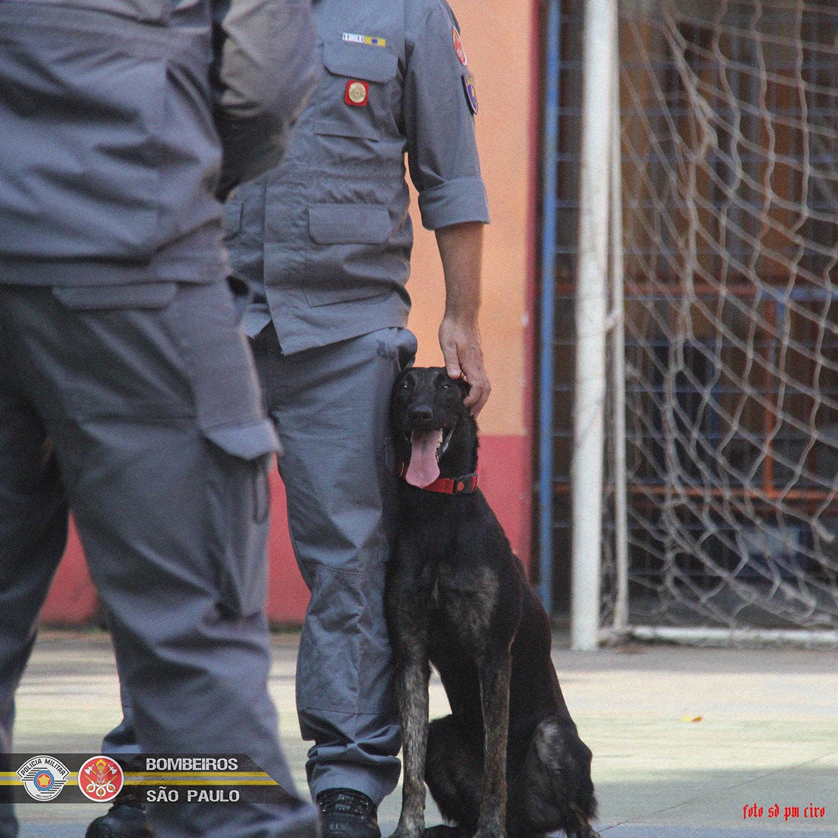 Há oito cães em atividade no Corpo de Bombeiros de São Paulo (Foto: Sd PM Carriel e Sd PM Ciro/ Comunicação Social do Corpo de Bombeiros)