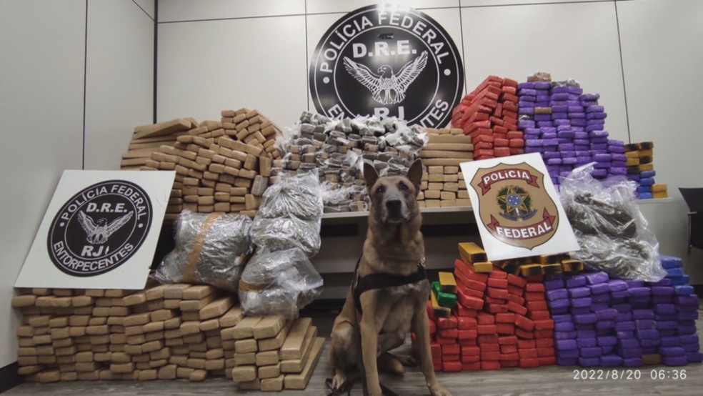 Cão Apollo posa ao lado dos 890 kg de maconha apreendidos na Via Dutra — Foto: Divulgação/ Polícia Federal