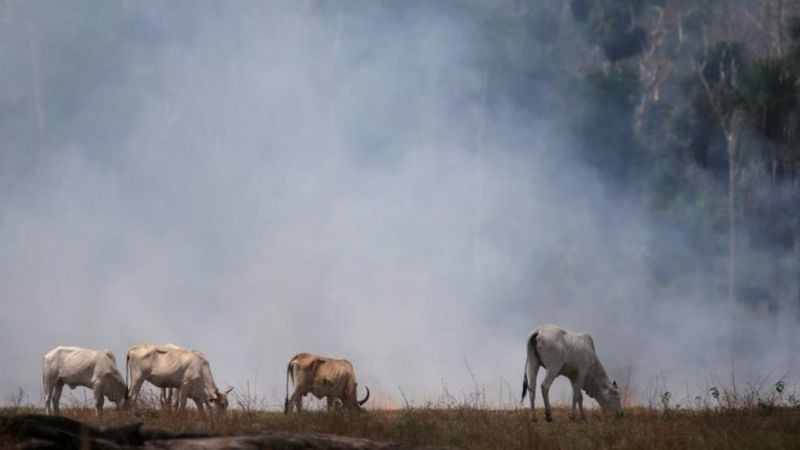 Segundo o IPCC, a produção de carne é um dos principais fatores por trás do desmatamento na Amazônia e no Cerrado (Foto: Reuters/Ricardo Moraes via BBC News)