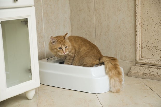 Catolet: conheça o vaso sanitário para gatos que limpa tudo por você (Foto: Reprodução)