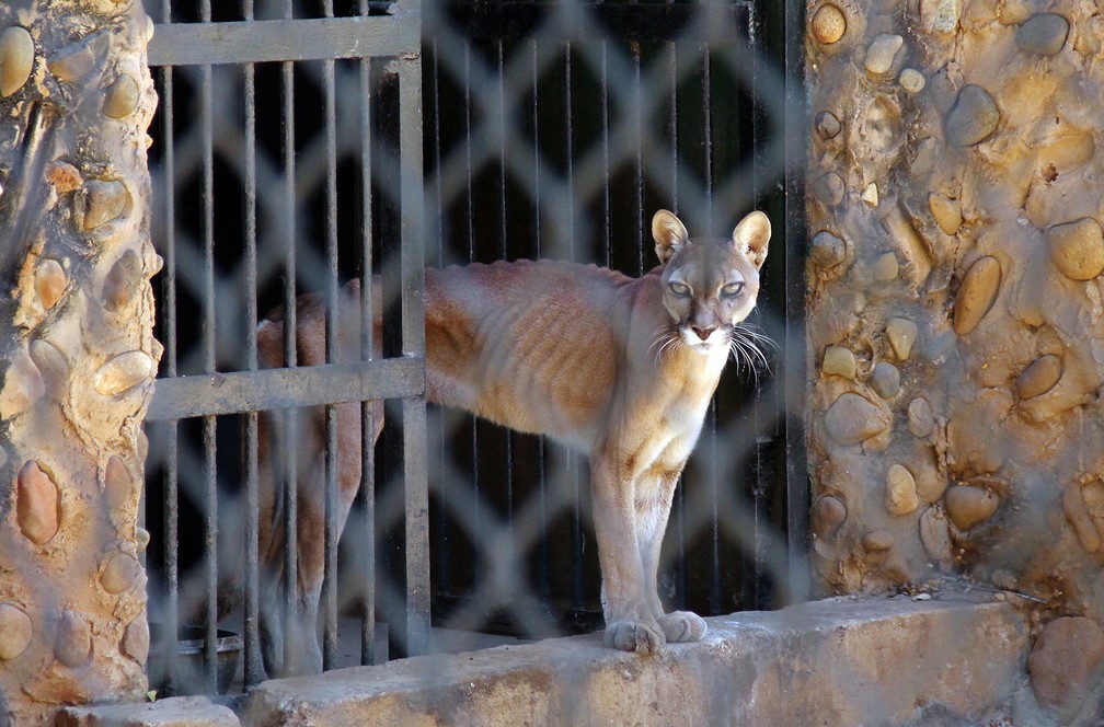 Puma é capturado pelo jornal 'Panorama'; animais sofrem por falta de alimentos na Venezuela (Foto: Miguel Romero/Panorama/AFP )