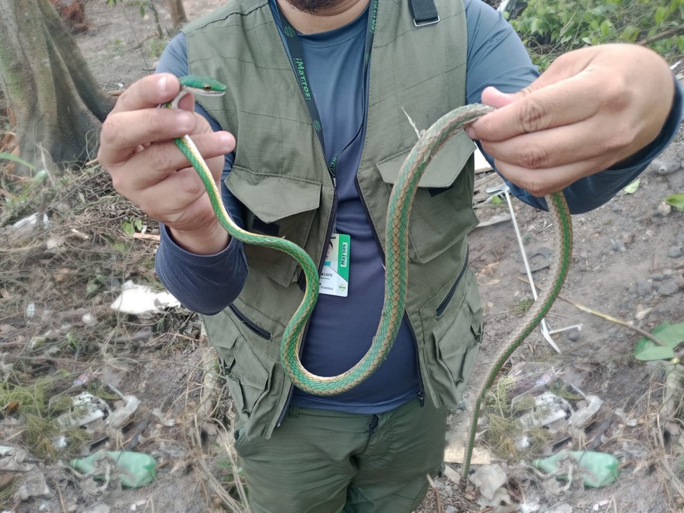 Cobra resgatada em área do Prosamim+, em Manaus — Foto: Divulgação/Construtora Progresso