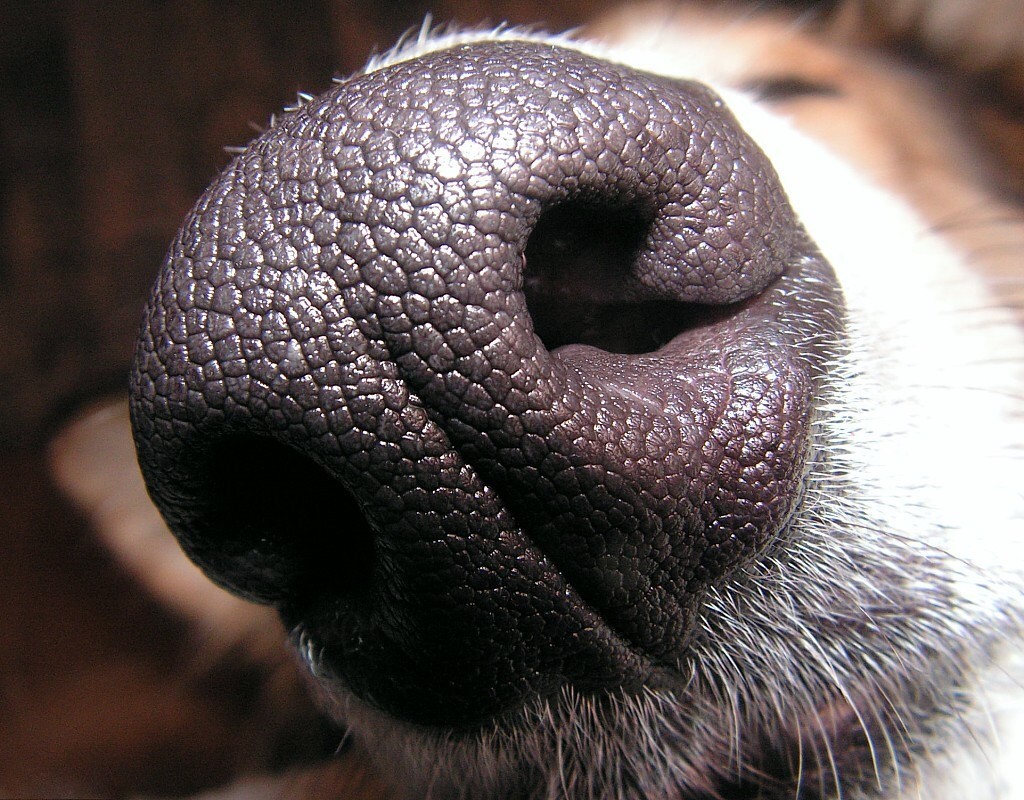 Pesquisadores acreditam que o faro é a principal ferramenta utilizada pelos cães para prever ataques epilépticos (Foto: Wikimedia Commons/ CC)