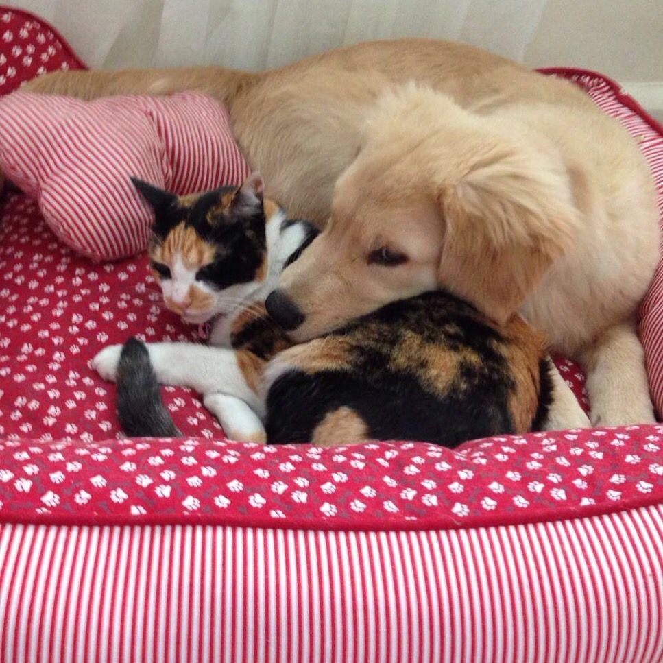 A golden Amora e a gata Nina possuem uma excelente relação, fundamentada no respeito (Foto: Ana Clara Pompeu/ Arquivo Pessoal)