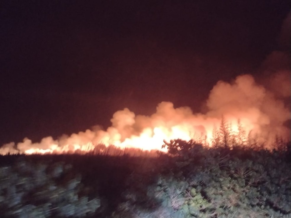 Segundo prefeitura de Jaú, a mata ciliar do Córrego da Prata foi atingida após o grave incêndio — Foto: Prefeitura de Jaú/ Divulgação
