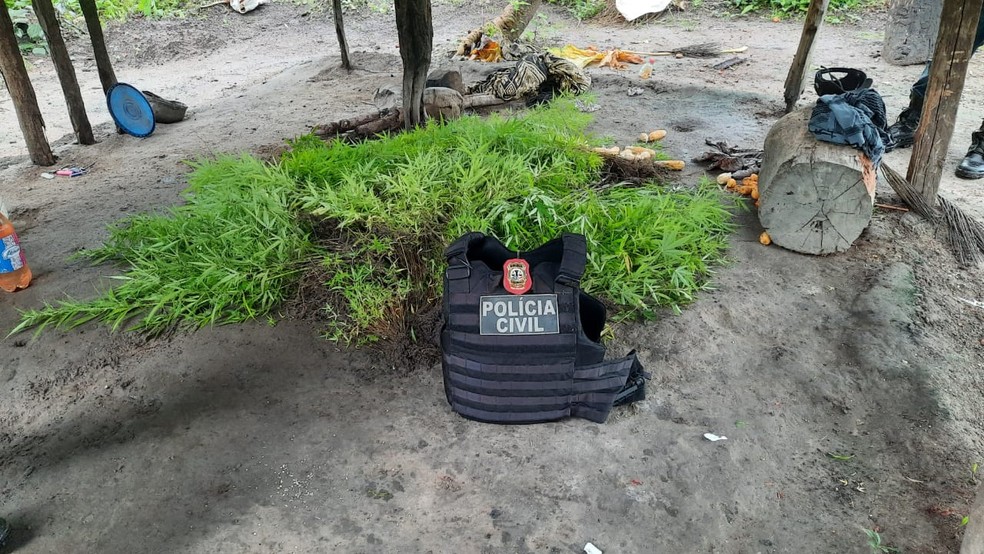 Operação policial destrói plantação de maconha em Turiaçu, no Maranhão — Foto: Divulgação/ Polícia Civil