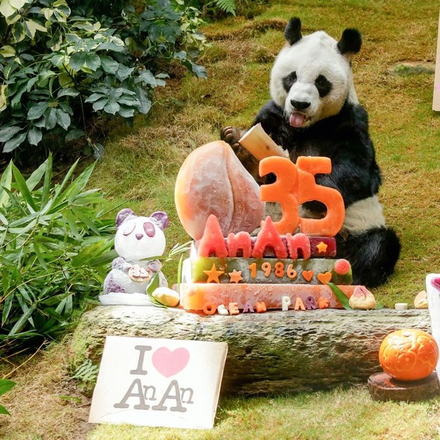 An An, o panda gigante do zoológico da China, celebrou um marco pessoal e de toda a espécie no final do mês passado quando completou 35 anos (Foto: Reprodução/ @hkoceanpark)