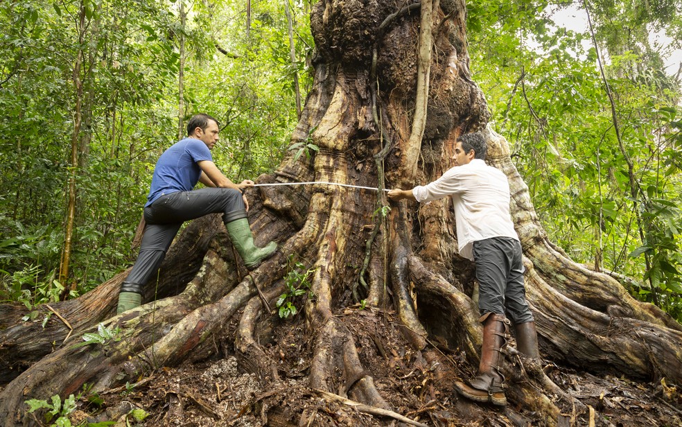 Maior Pau-brasil do país foi descoberto no sul da Bahia — Foto: Cássio Vasconcellos/Arquivo pessoal