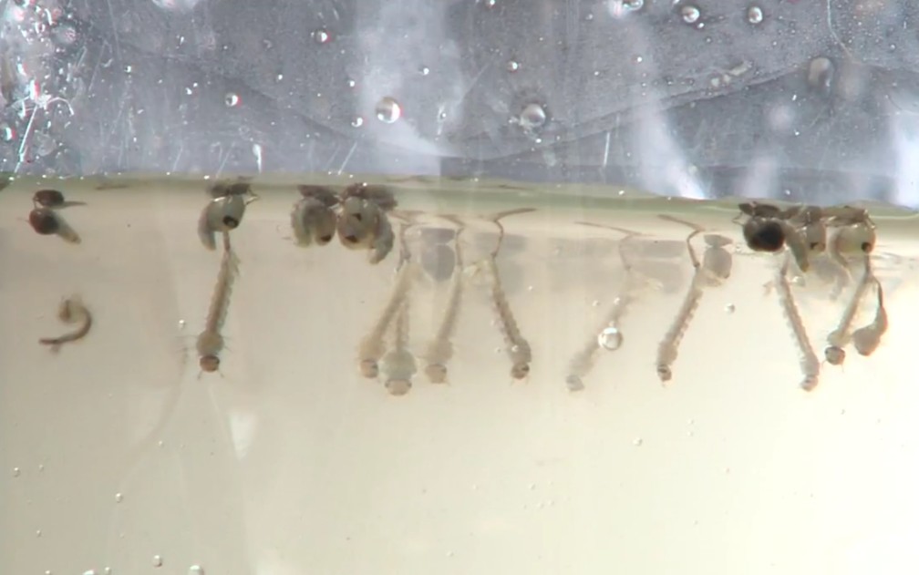 Larvas do mosquito Aedes aegypti, que transmite dengue, em Goiânia, Goiás (Foto: Reprodução/TV Anhanguera)