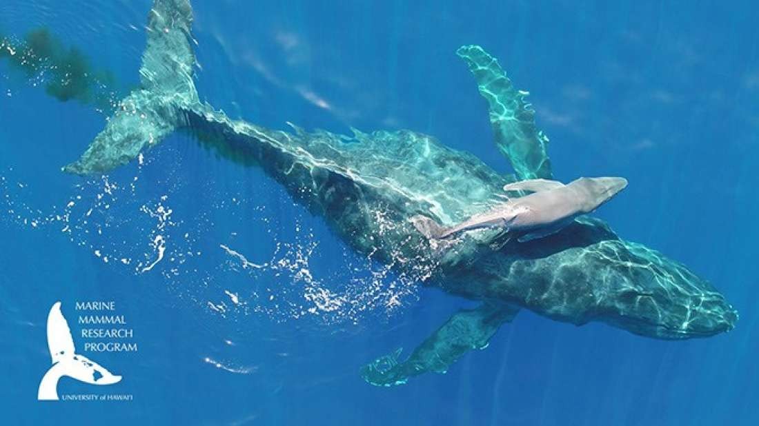 Filhote de orca e sua mãe (Foto: Divulgação)