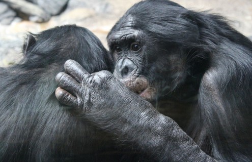 Macacos bonobo fêmeas adoram se relacionar entre si